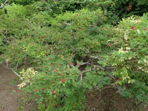 ヒョウタンボク　全体